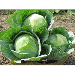 Cabbage