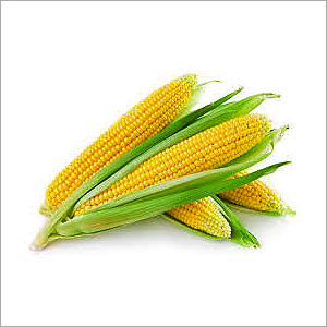 Corn