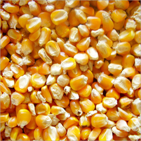 yELLOW Maize/corn : Animal feeding yELLOW Maize/corn : Animal feeding