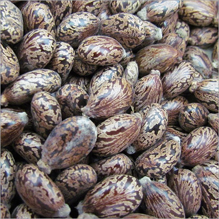 Castor Seeds Castor Seeds