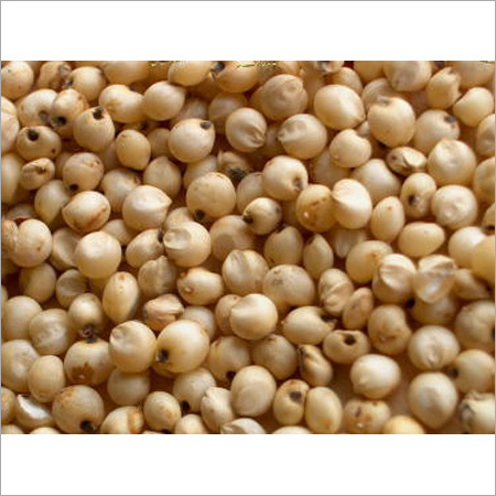 Sorghum Seeds