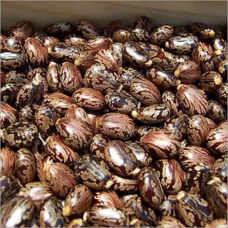 Castor Seeds