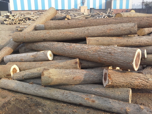 Wood Log