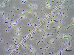 Lactobacillus Acidophilus Dosage Form: Powder