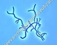 Bifidobacterium