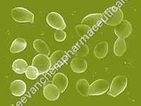 Saccharomyces Spplements Cas No: 9012-72-0