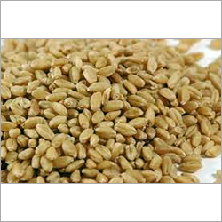 Organic Wheat