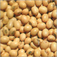 Soya Seed
