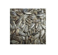 Sun Flower Seed