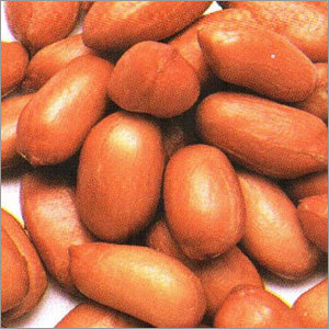 Ground Nut Seed