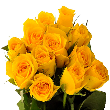 Yellow Rose
