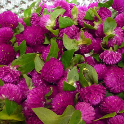 Plant, Flowers & Dried Flowers