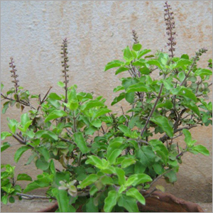 Organic Tulsi