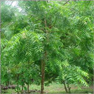 Dry Neem Leaf