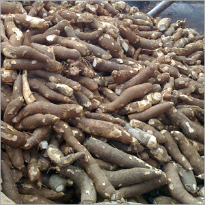 Tapioca Root Maravalli