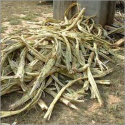 Bagasse