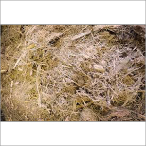 Bagasse