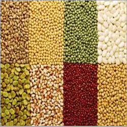 Indian Pulses