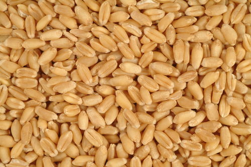 Fresh Wheat