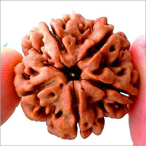 5 Mukhi Rudraksha
