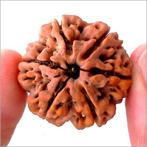 6 Mukhi Rudraksha