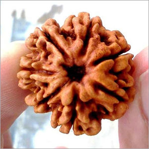 7 Mukhi Rudraksha