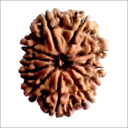 11 Mukhi Rudraksha