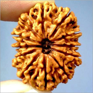 12 Mukhi Rudraksha