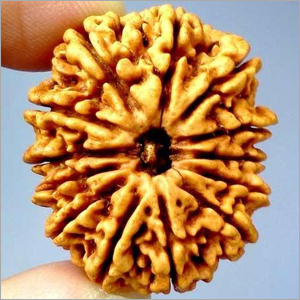 13 Mukhi Rudraksha