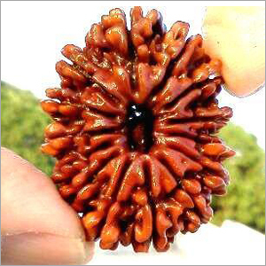 14 Mukhi Rudraksha