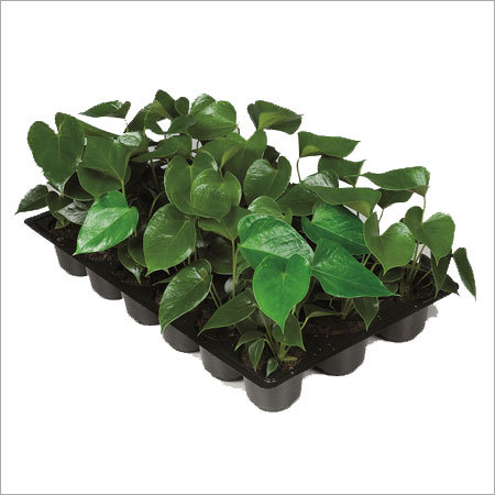 Anthurium Young Plants