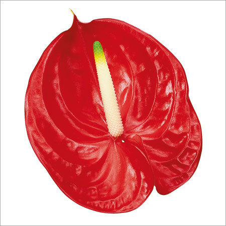Anthurium Flower