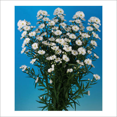 Aster Flower Plant