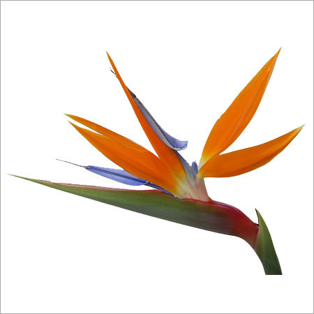 Bird Paradise Flower