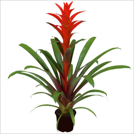 Bromeliad Flower 
