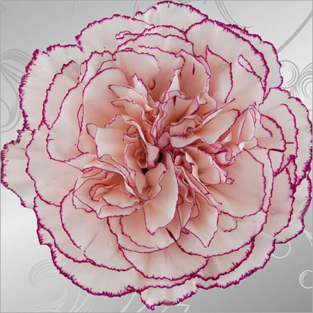 Carnation Flower