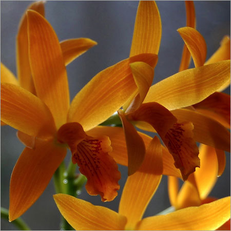 Cattleya Flowers