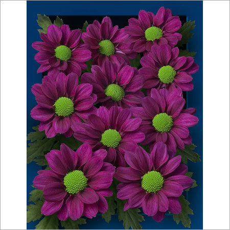 Chrysanthemum Flower