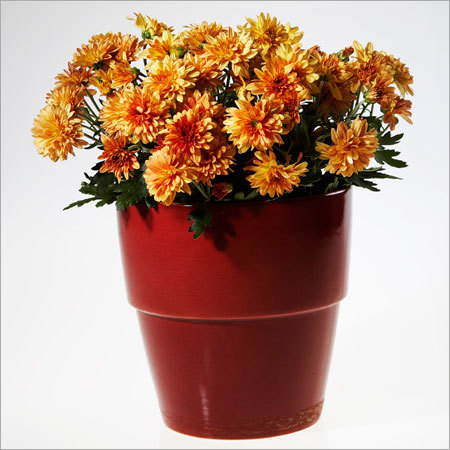 Chrysanthemum Plant