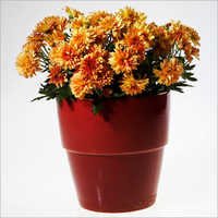 Chrysanthemum Plant - Ceramic Pot 8 Inch Red, 12 Inch Height, 20+ Vibrant Flowers, Easy Growth