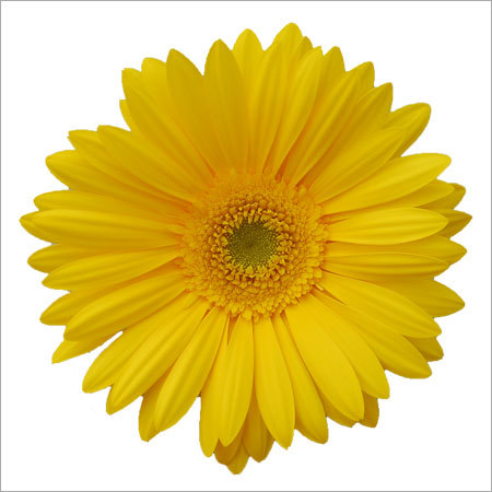 Gerbera Flower