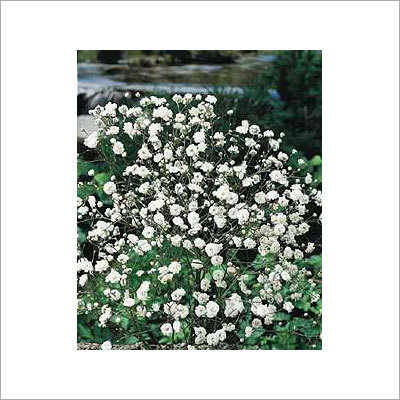 Gypsophila Plant 
