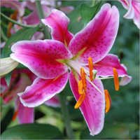 Lilium Flower