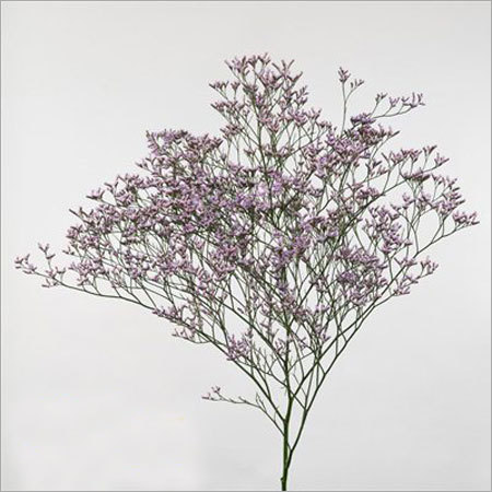 Limonium Flower