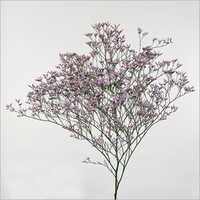 Limonium Flower 