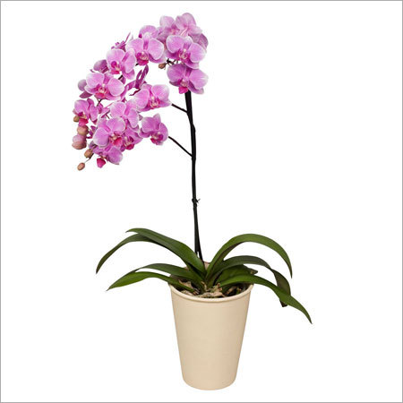 Phalaenopsis Pot Plant