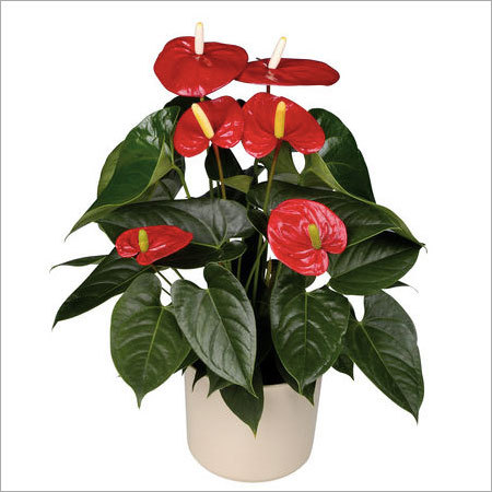 Pot Anthurium