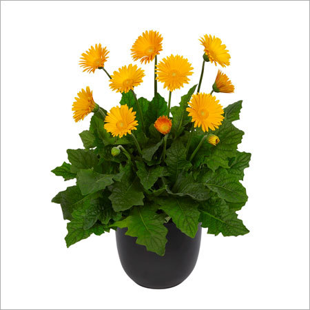 Pot Gerbera