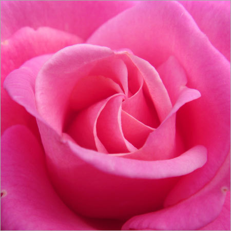 Pink Rose