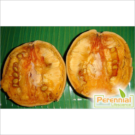 Bael Fruit